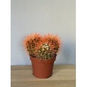 Кольоровий кактус (Ferocactus / Parodia)